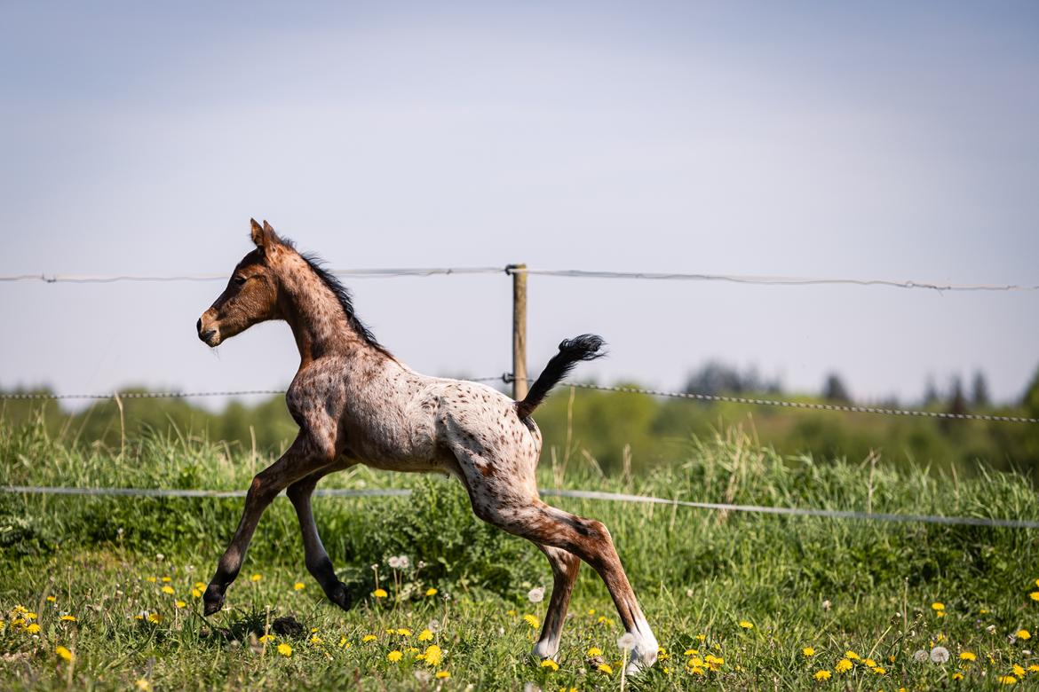 Knabstrupper Ingemanns Java billede 17