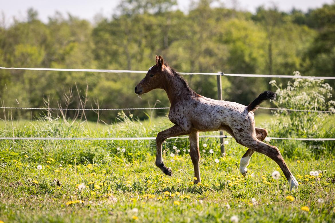 Knabstrupper Ingemanns Java billede 18