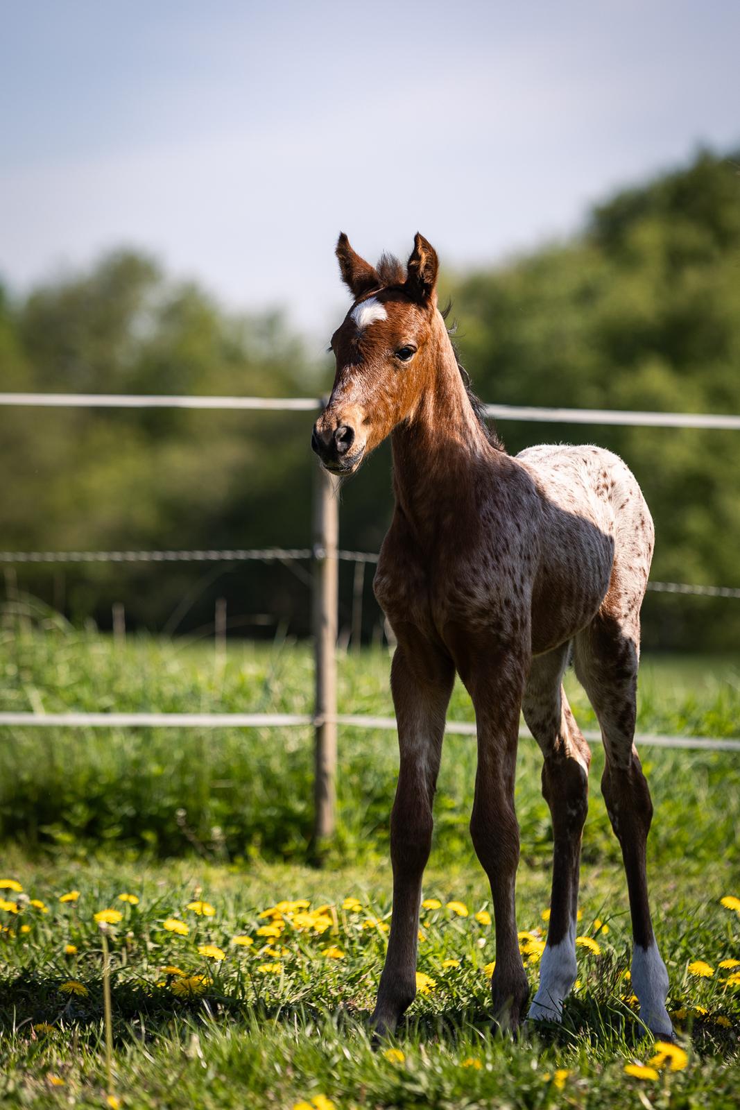 Knabstrupper Ingemanns Java billede 19