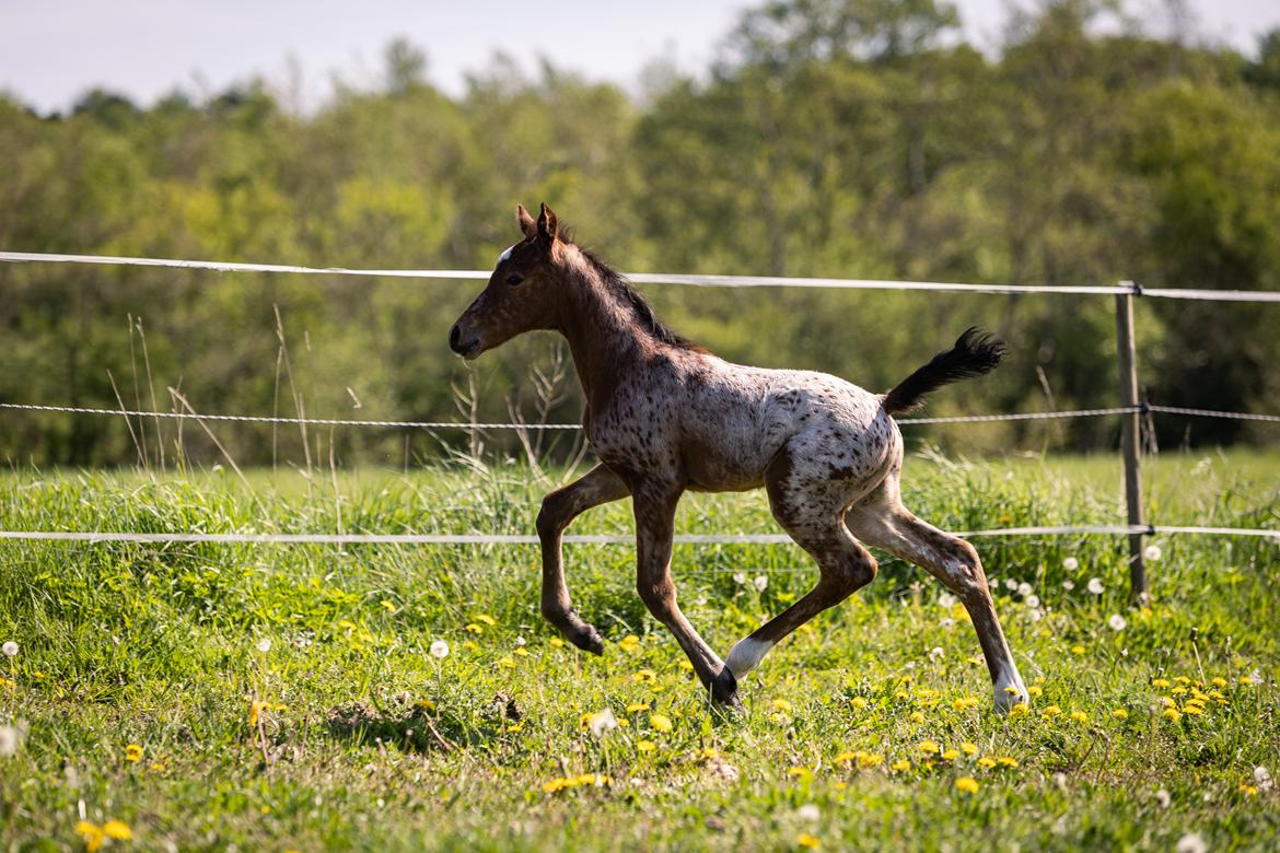 Knabstrupper Ingemanns Java billede 20