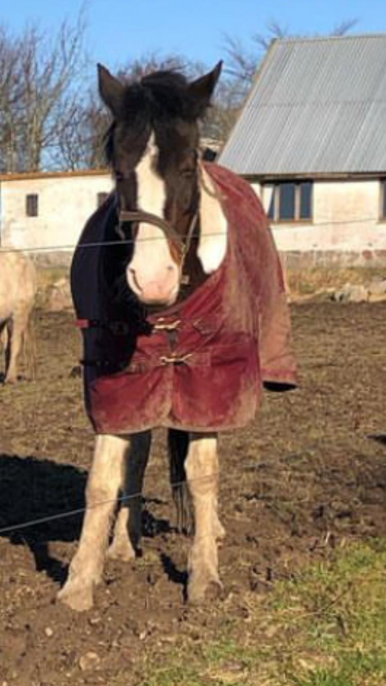 Anden særlig race Shiva billede 5