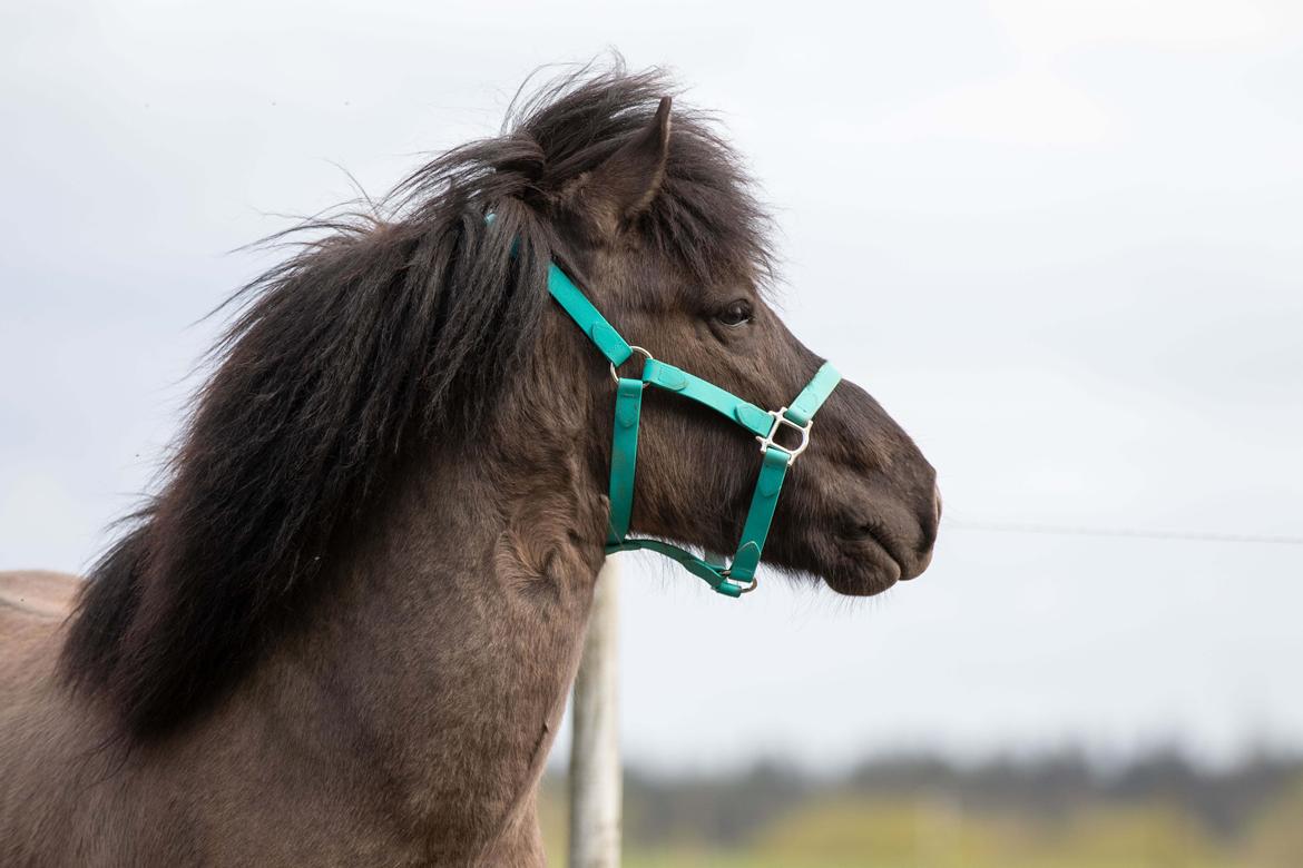 Islænder Máni Fra Uhrhøj billede 2