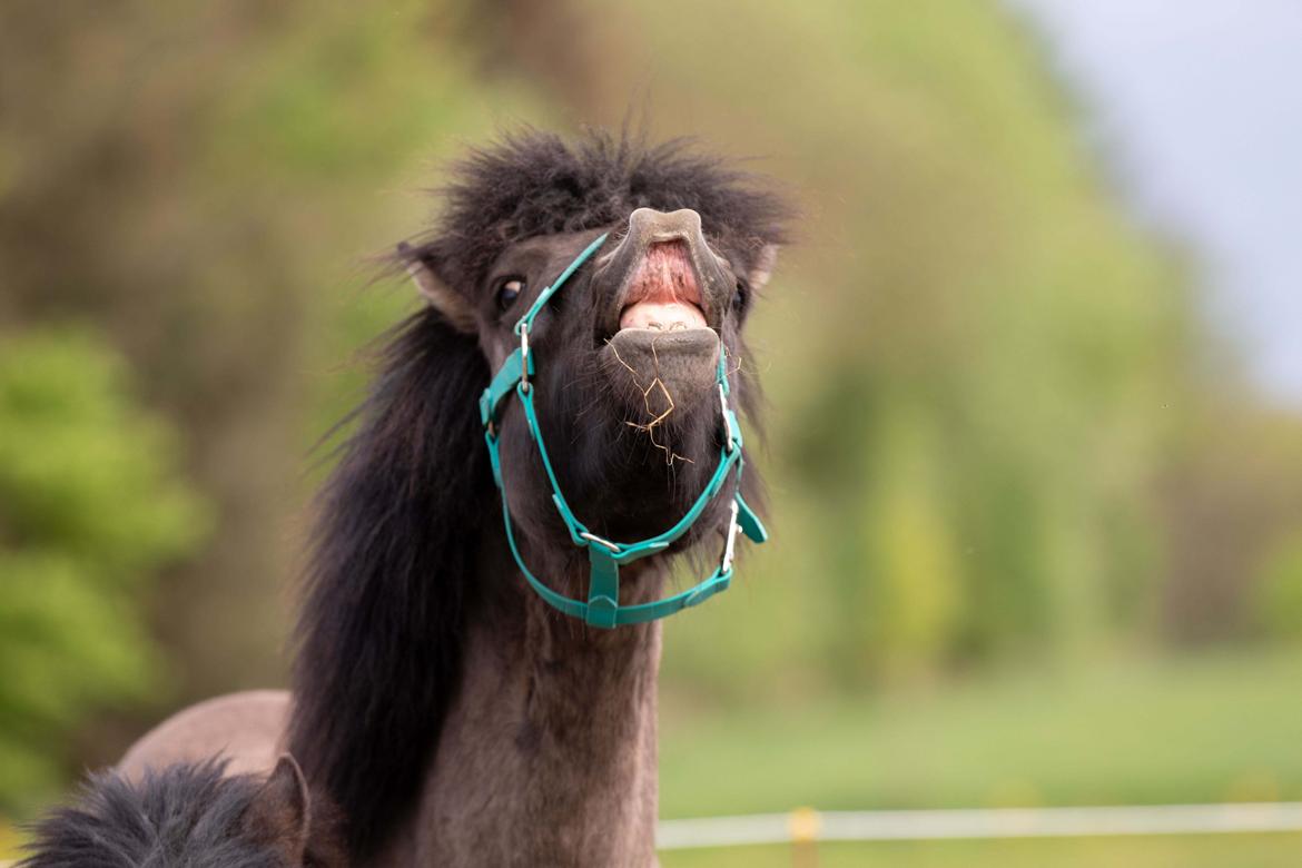 Islænder Máni Fra Uhrhøj billede 4