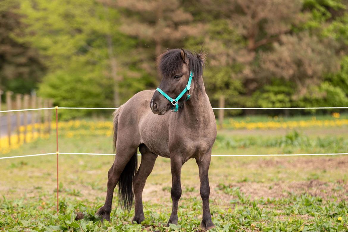 Islænder Máni Fra Uhrhøj billede 5