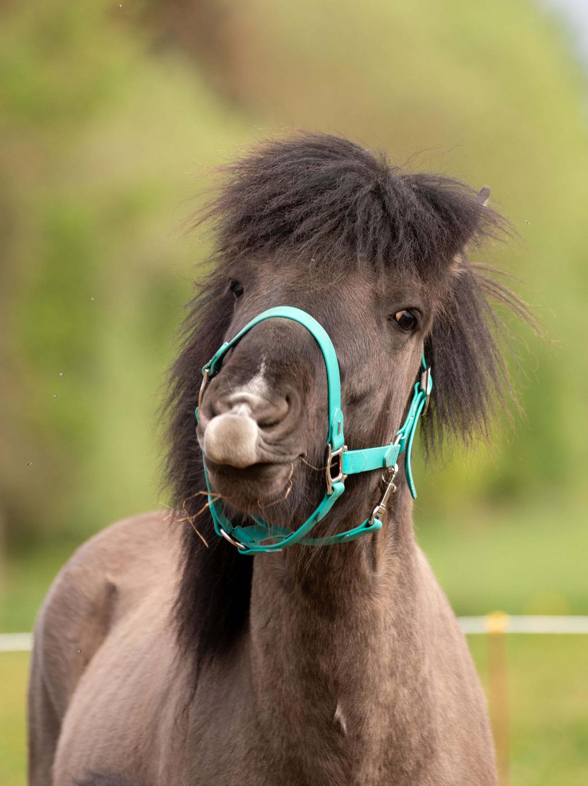 Islænder Máni Fra Uhrhøj billede 6