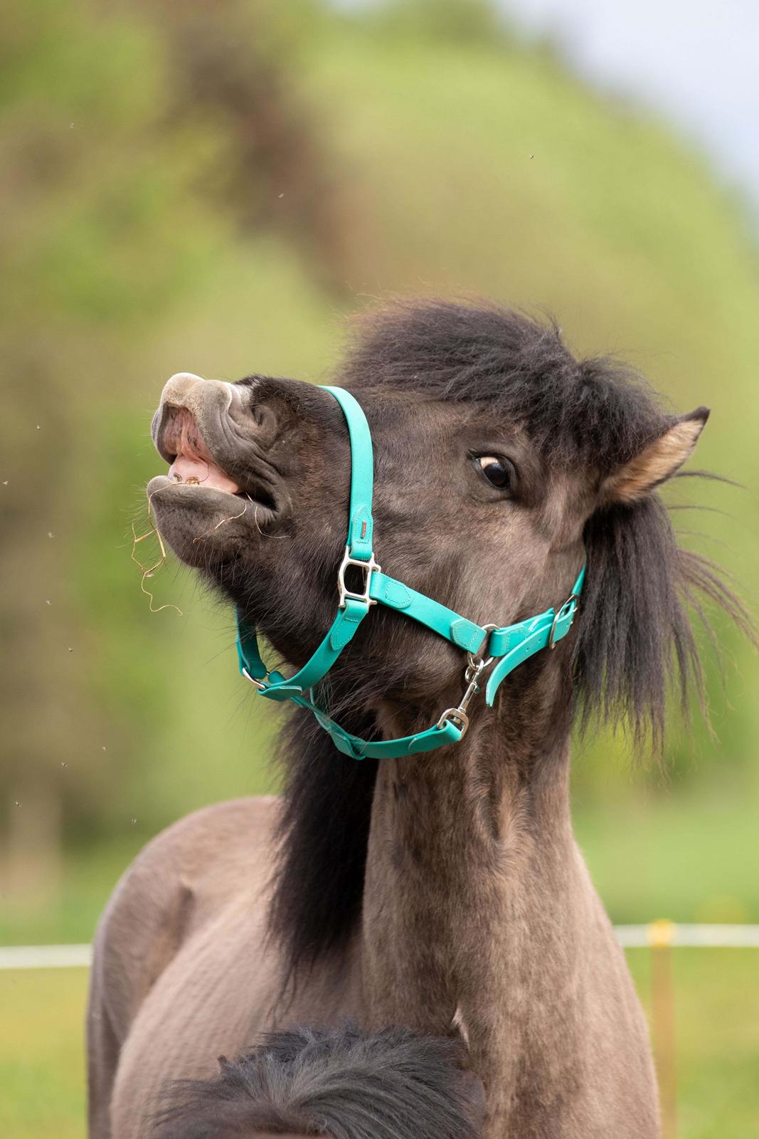 Islænder Máni Fra Uhrhøj billede 7