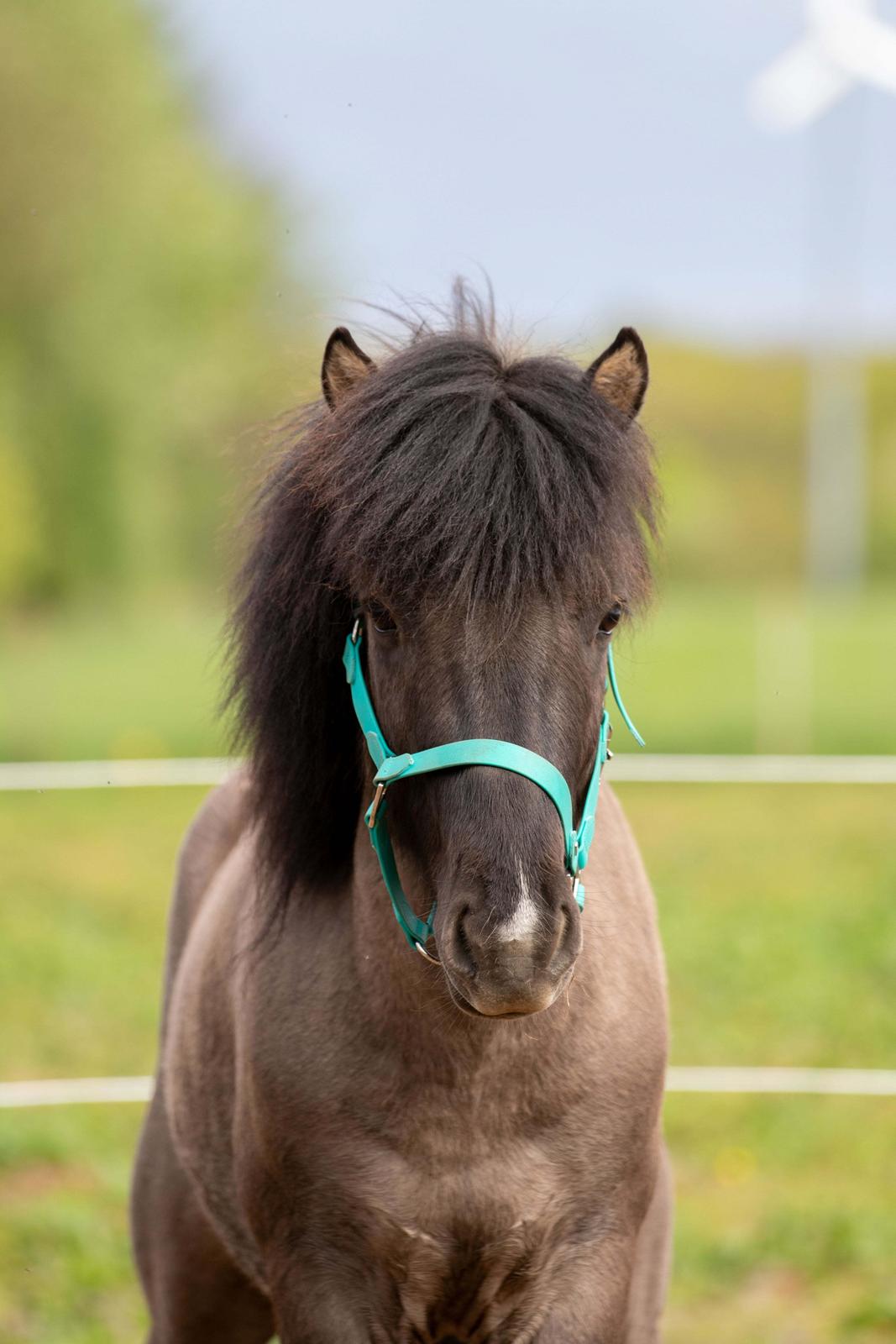Islænder Máni Fra Uhrhøj billede 1