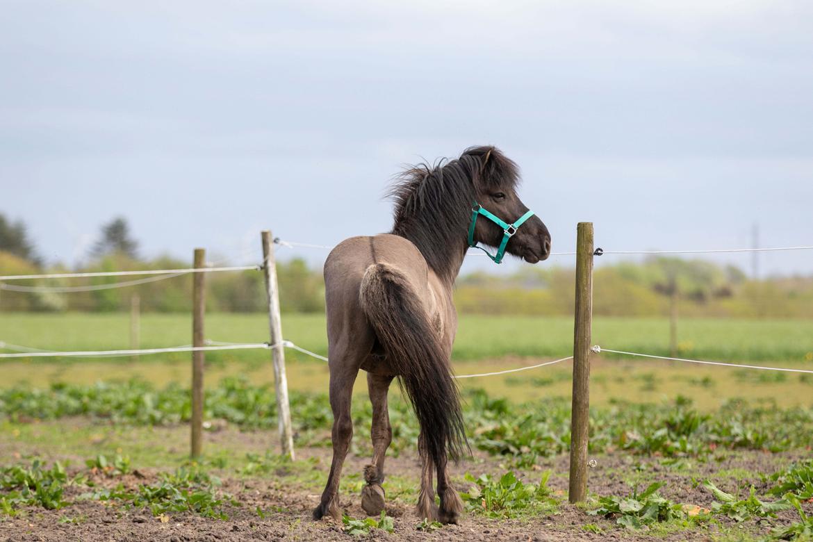 Islænder Máni Fra Uhrhøj billede 8