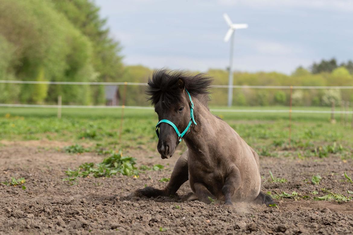 Islænder Máni Fra Uhrhøj billede 9