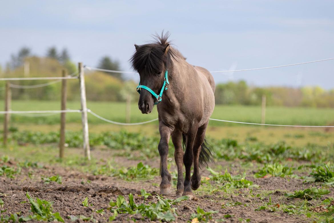 Islænder Máni Fra Uhrhøj billede 11
