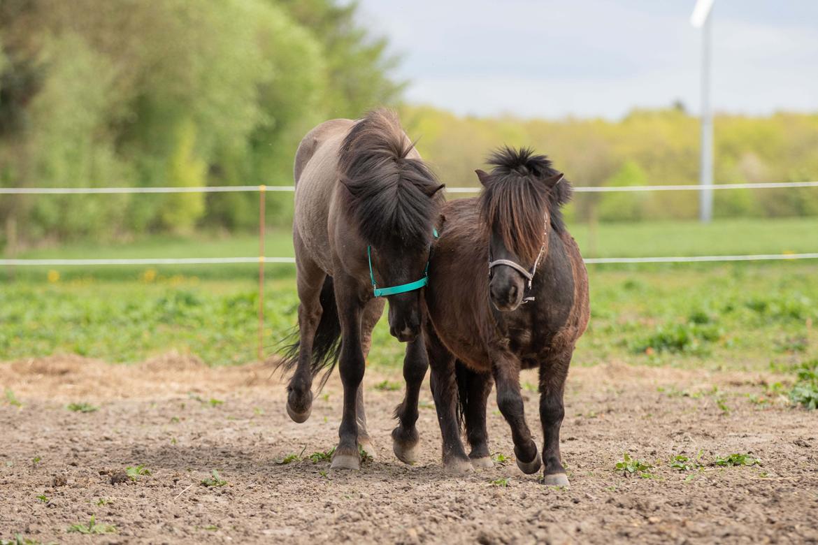 Islænder Máni Fra Uhrhøj billede 3