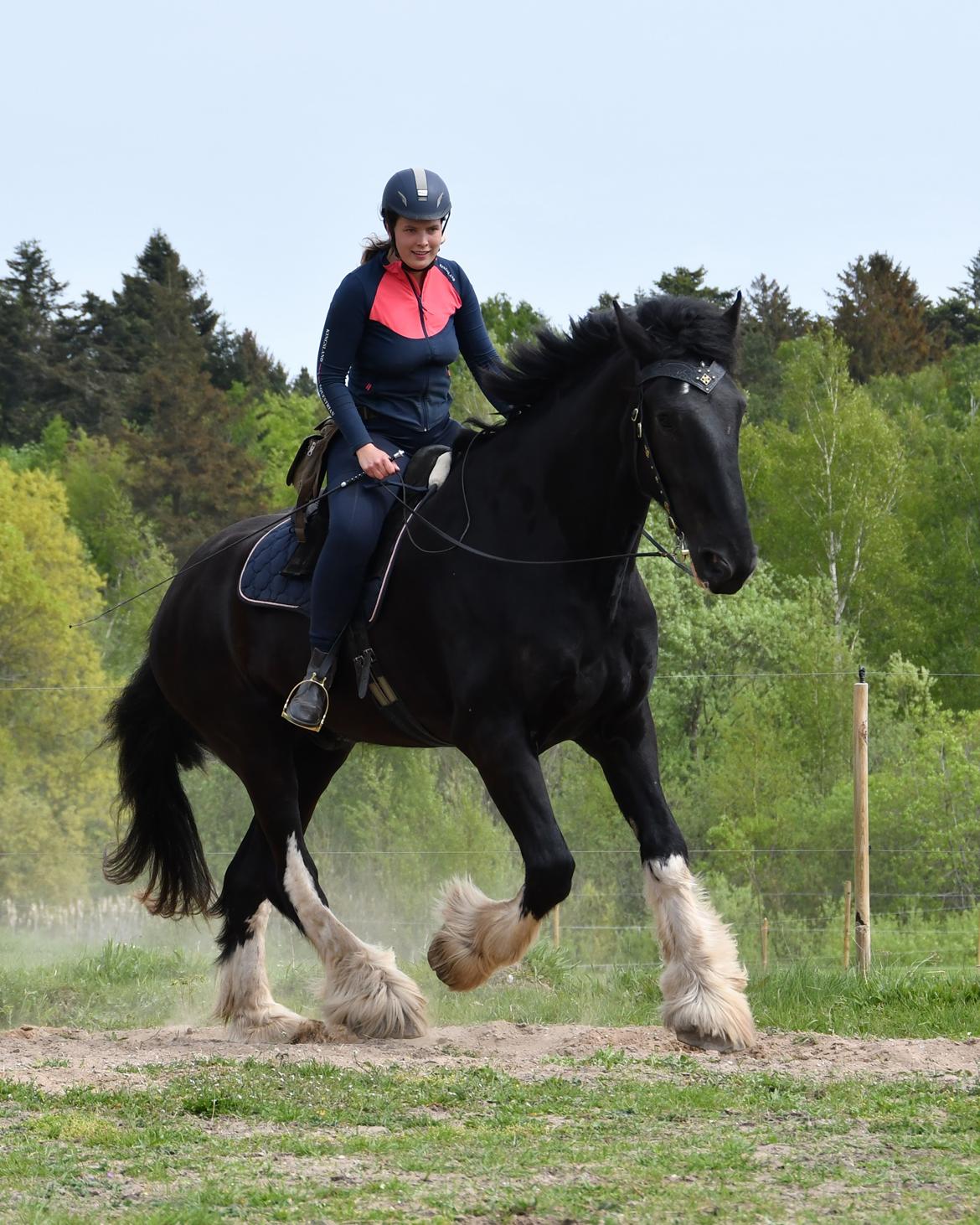 Shire Lønborgs Sir Lancelot (Lille Fyr) billede 3