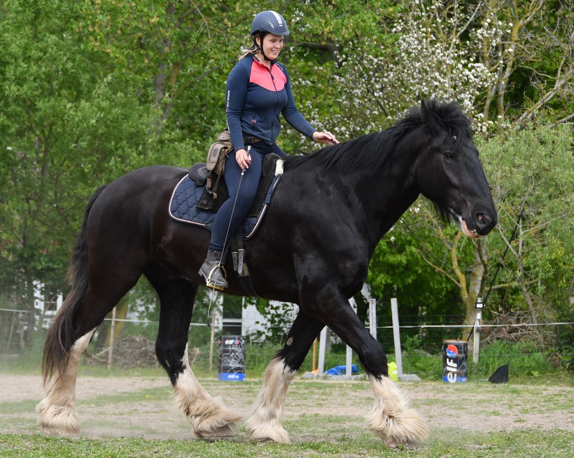 Shire Lønborgs Sir Lancelot (Lille Fyr) billede 1