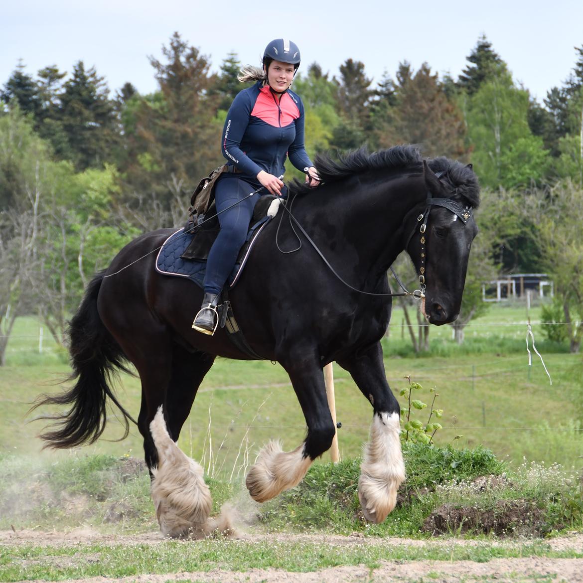 Shire Lønborgs Sir Lancelot (Lille Fyr) billede 2