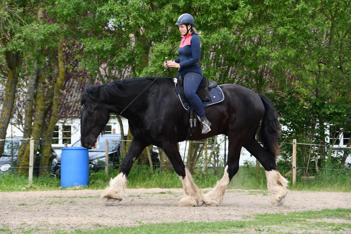 Shire Lønborgs Sir Lancelot (Lille Fyr) billede 4