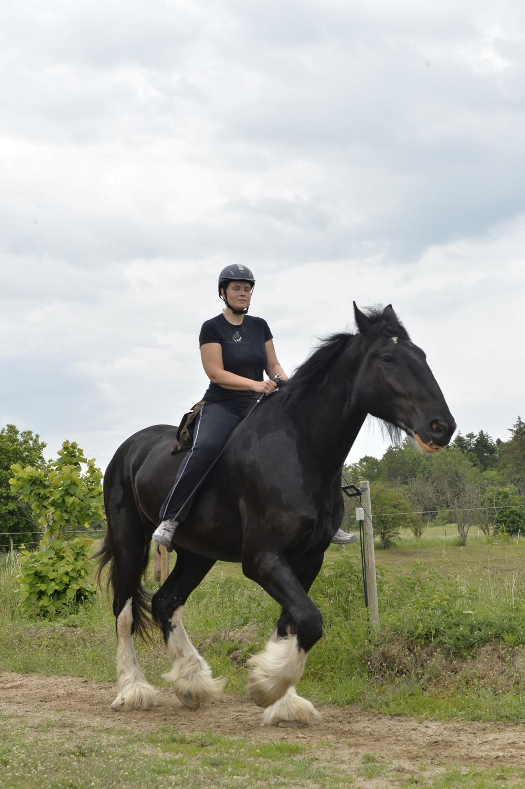 Shire Lønborgs Sir Lancelot (Lille Fyr) billede 5