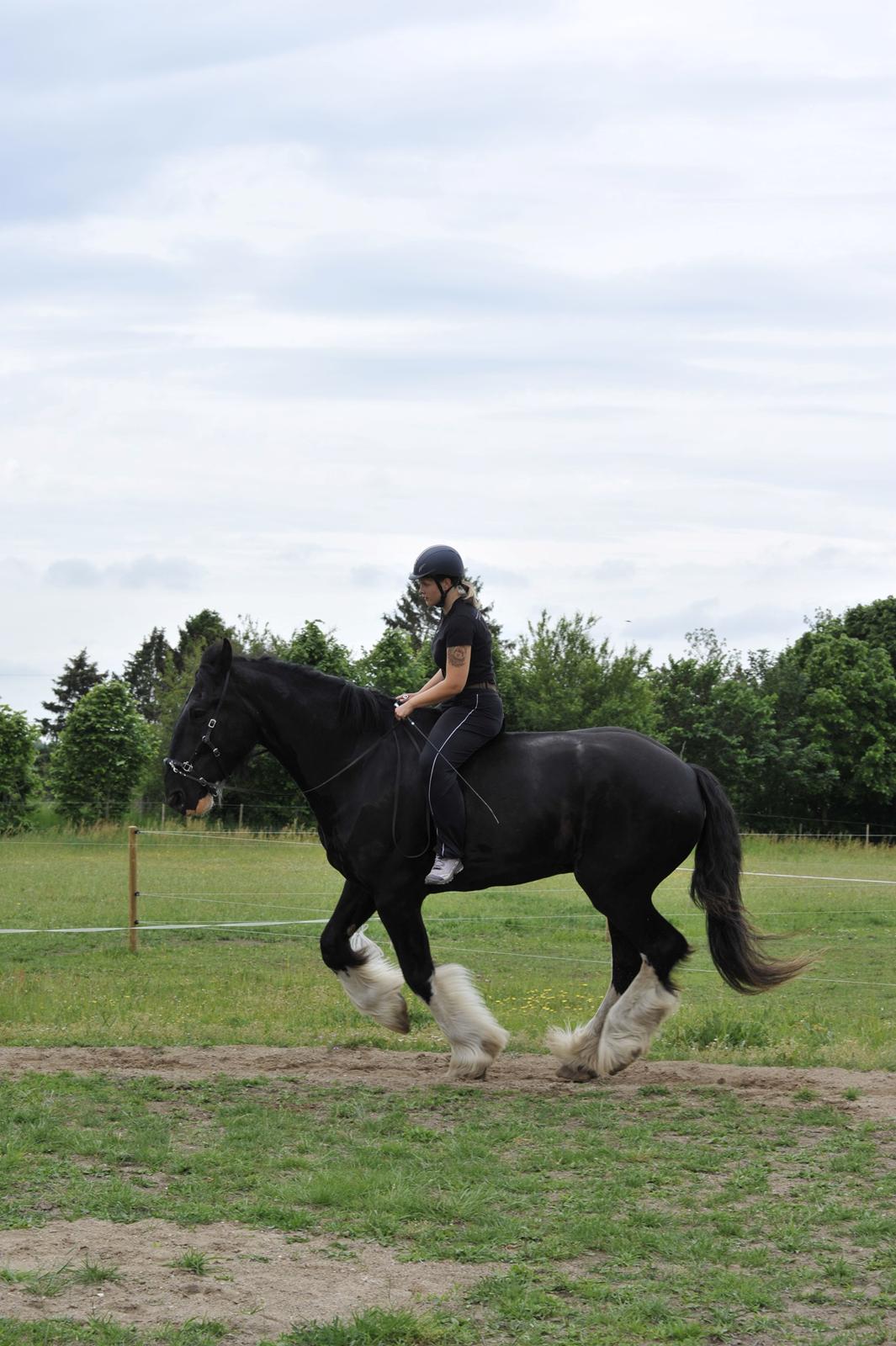 Shire Lønborgs Sir Lancelot (Lille Fyr) billede 6