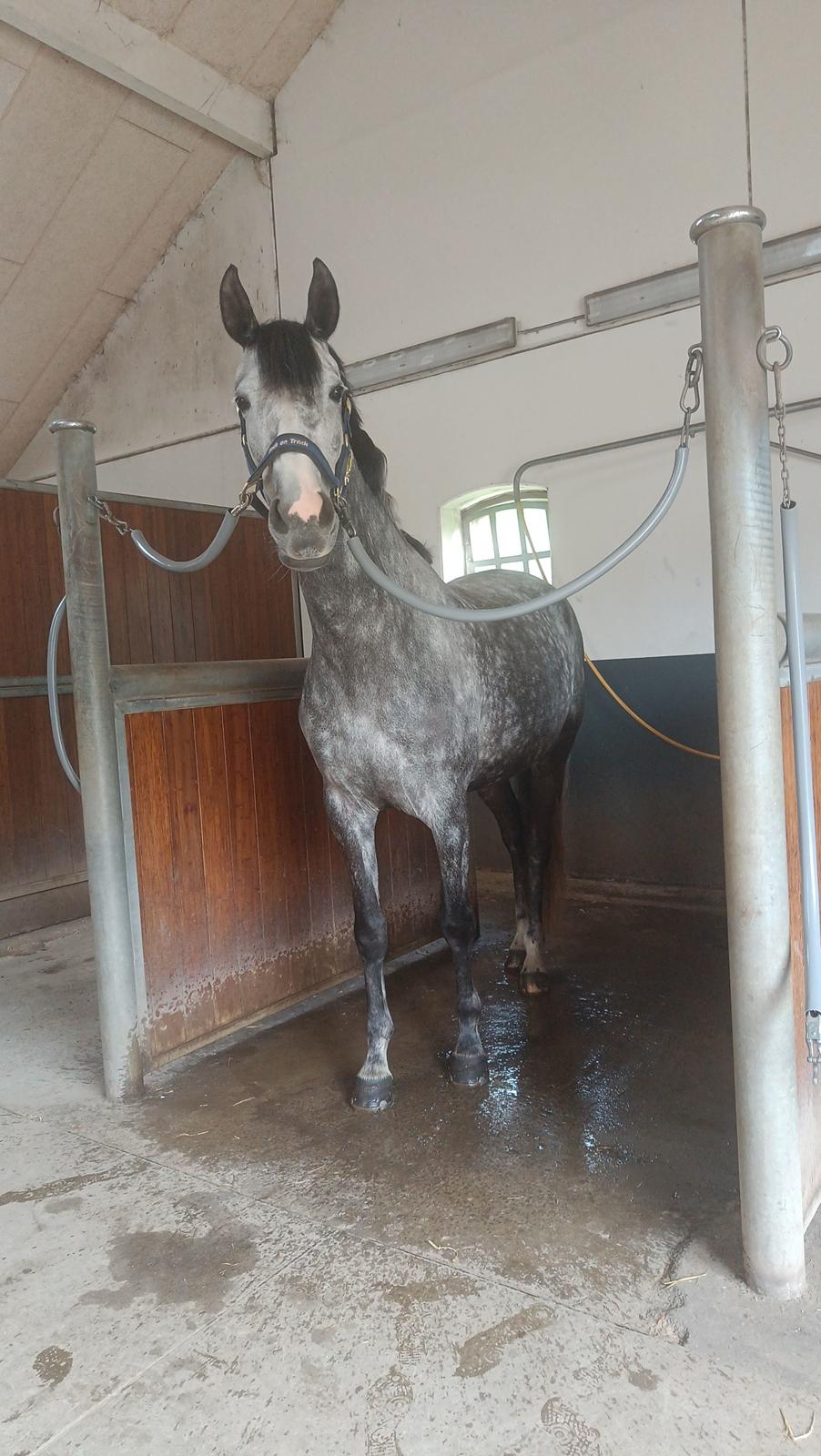 Anden særlig race Adelina(Himmelhest) - 2024 billede 18