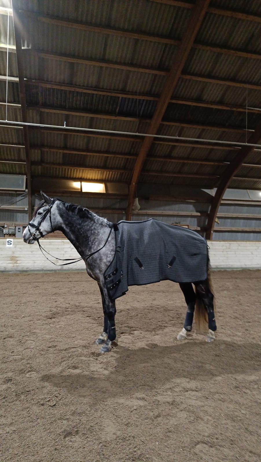 Anden særlig race Adelina(Himmelhest) billede 19