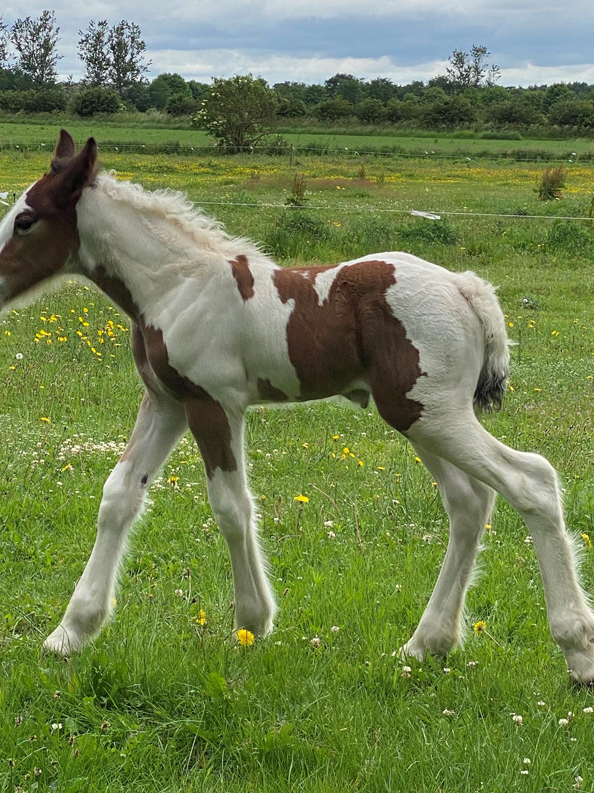 Drumhorse Lærkegaarden's Mighty Medusa billede 3