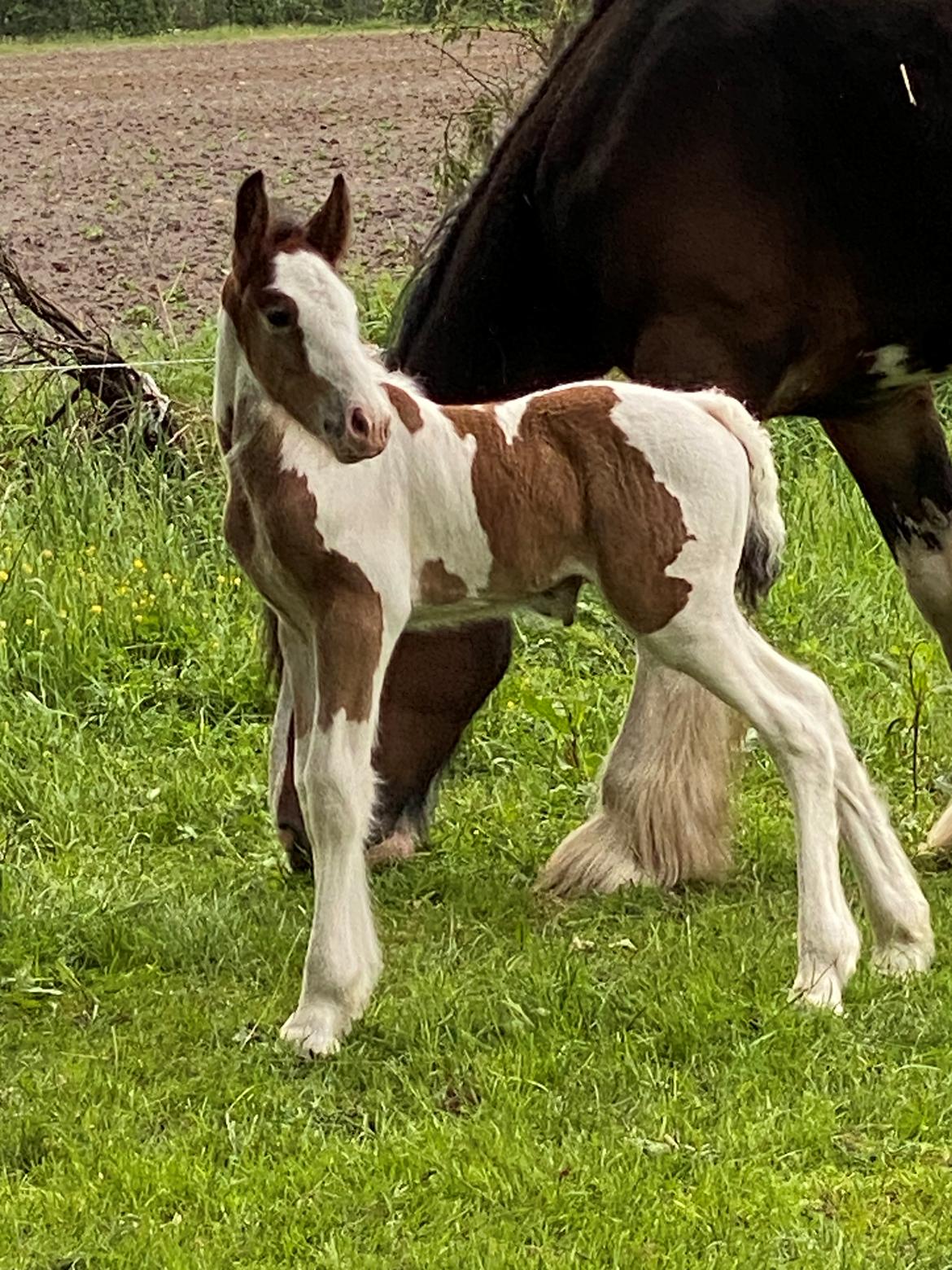 Drumhorse Lærkegaarden's Mighty Medusa billede 4