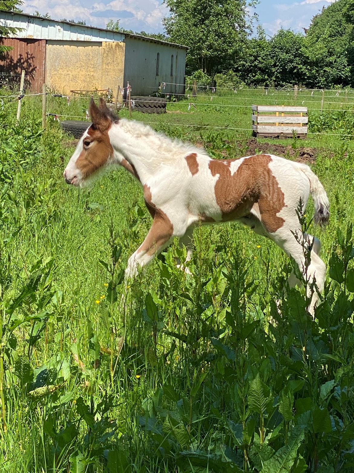 Drumhorse Lærkegaarden's Mighty Medusa billede 6