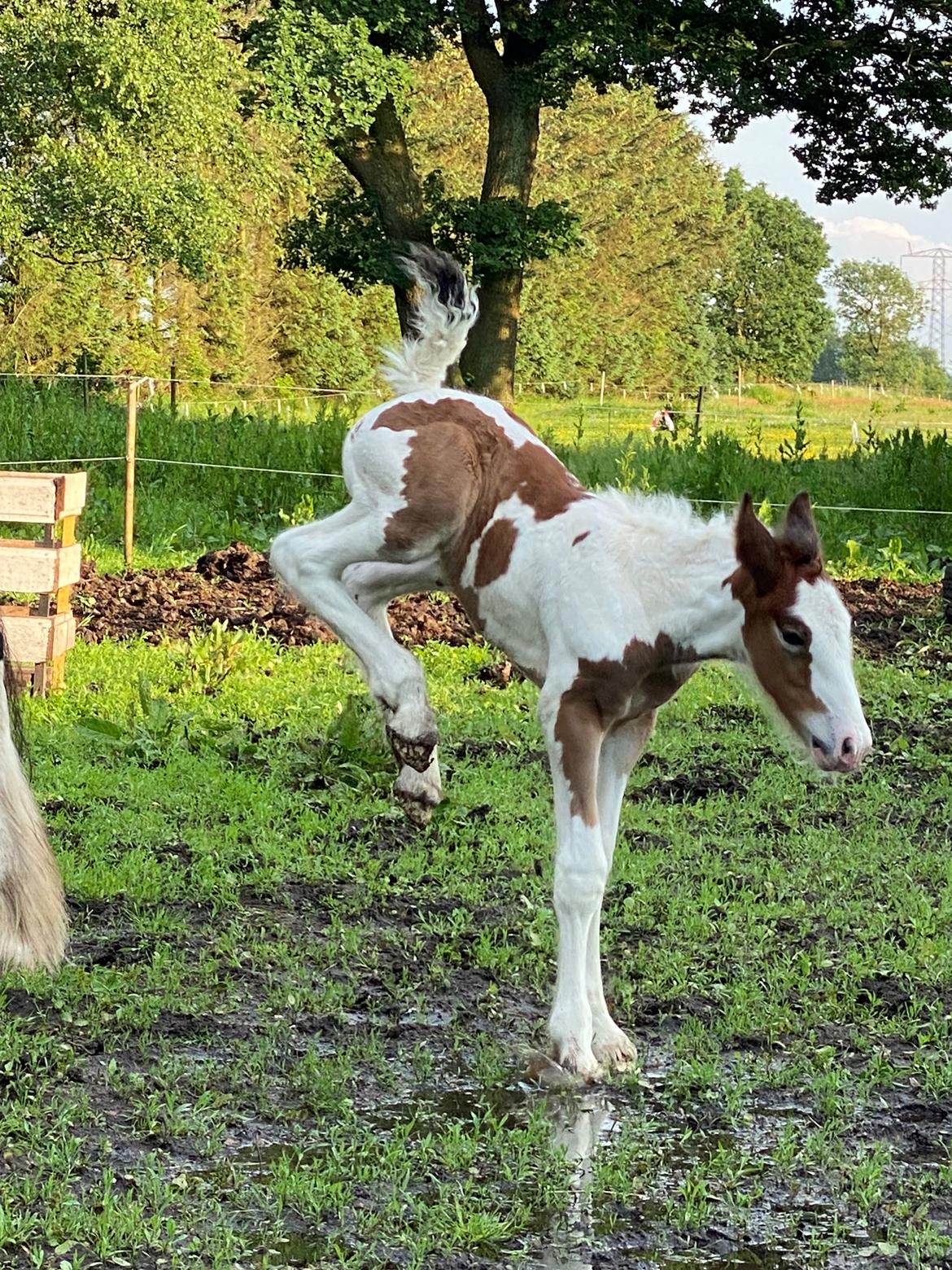 Drumhorse Lærkegaarden's Mighty Medusa billede 7