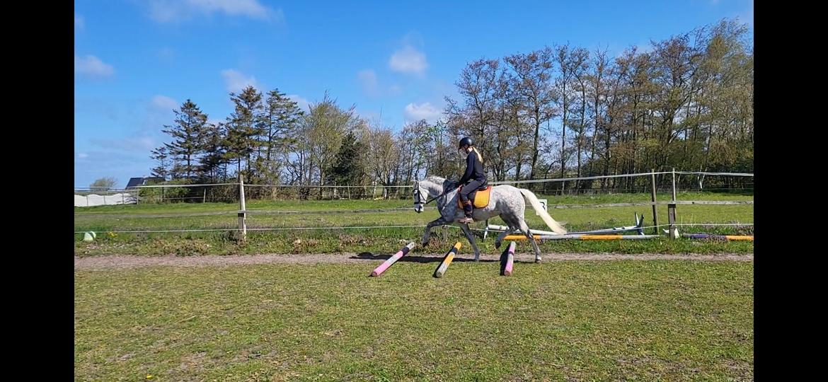 Welsh Pony (sec B) Bjerregaards Discovery *SOLGT* billede 16