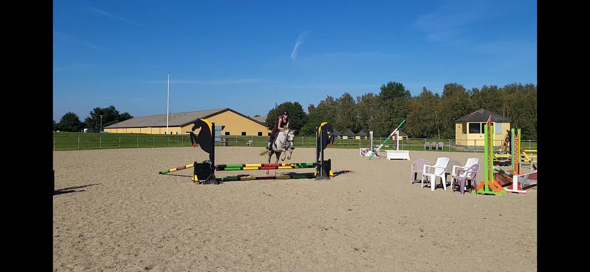 Welsh Pony (sec B) Bjerregaards Discovery *SOLGT* billede 17