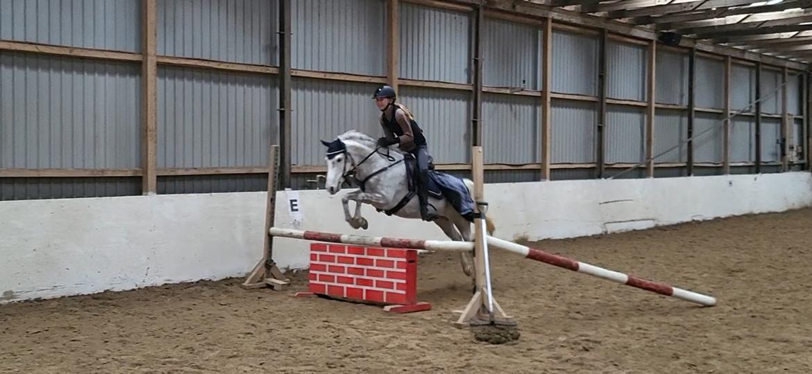 Welsh Pony (sec B) Bjerregaards Discovery *SOLGT* billede 18