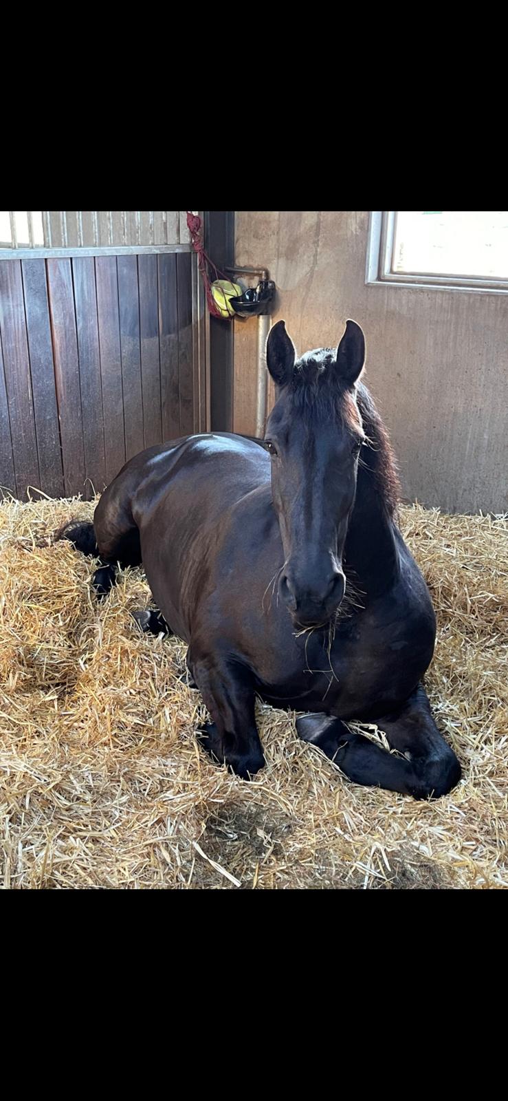 Barockpferd Zafir af Kashede billede 20