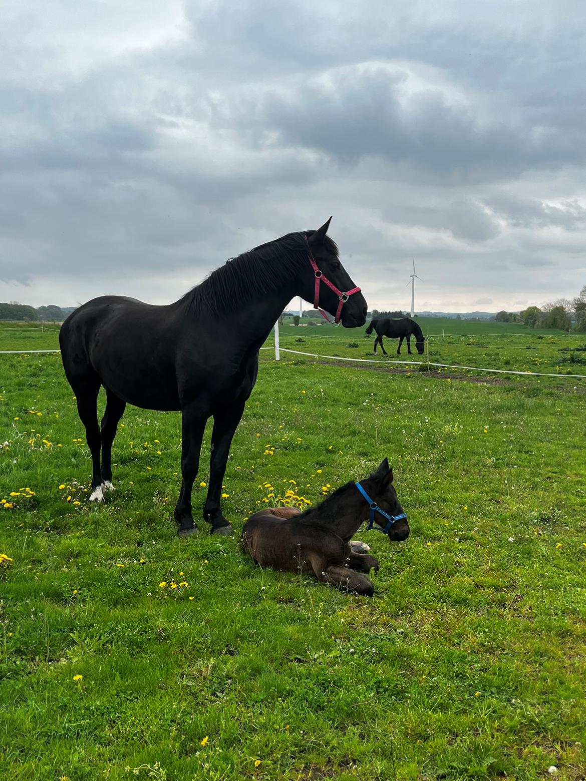 Oldenborg Stald PITO’S Leika  - Hingst efter Leika . billede 8