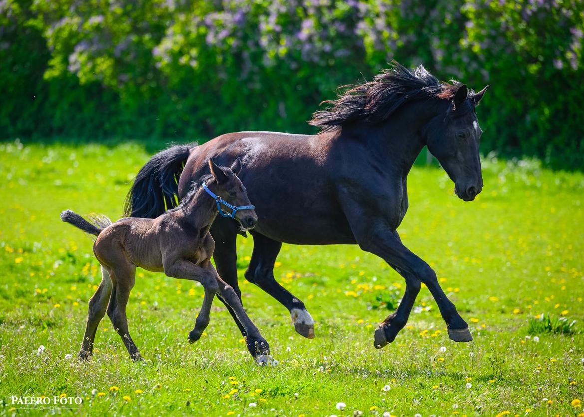 Oldenborg Stald PITO’S Leika  - Hingst efter Leika  billede 9