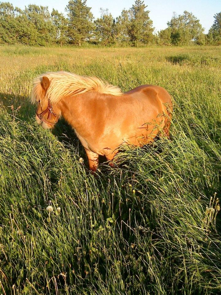 Anden særlig race Ofelia billede 2