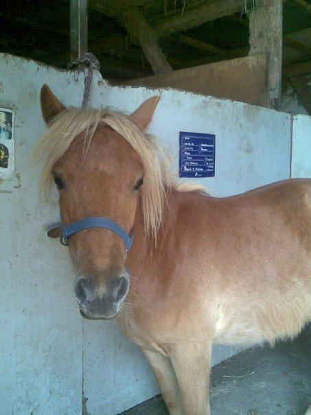 Anden særlig race Ofelia billede 4