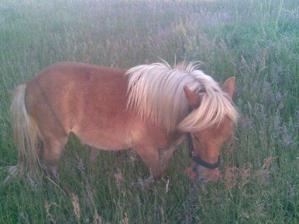 Anden særlig race Ofelia billede 5