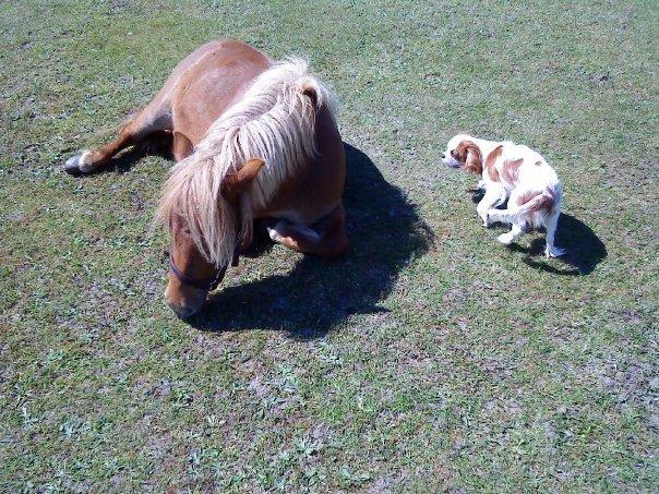 Anden særlig race Ofelia billede 6