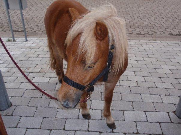 Anden særlig race Ofelia billede 7