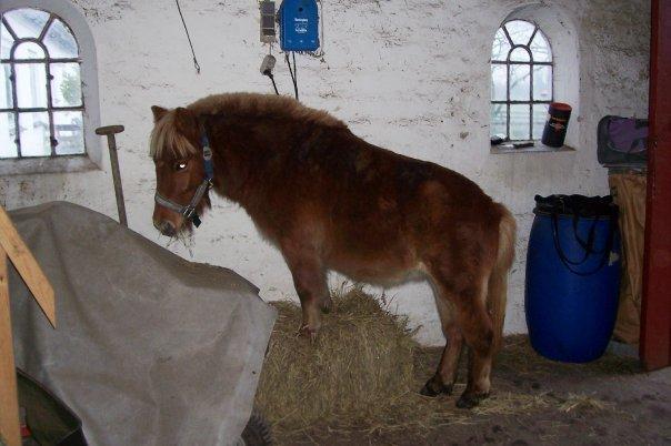 Anden særlig race Ofelia billede 8