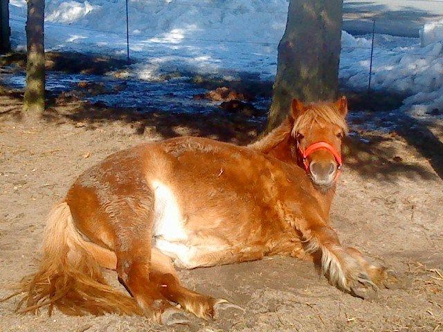 Anden særlig race Ofelia billede 10