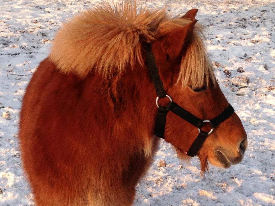 Anden særlig race Ofelia billede 11