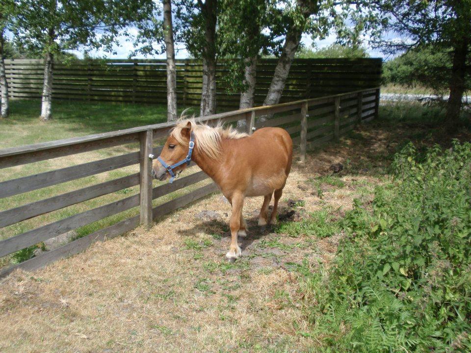 Anden særlig race Ofelia billede 12