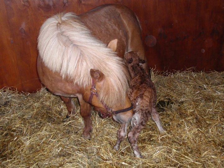 Anden særlig race Ofelia billede 13