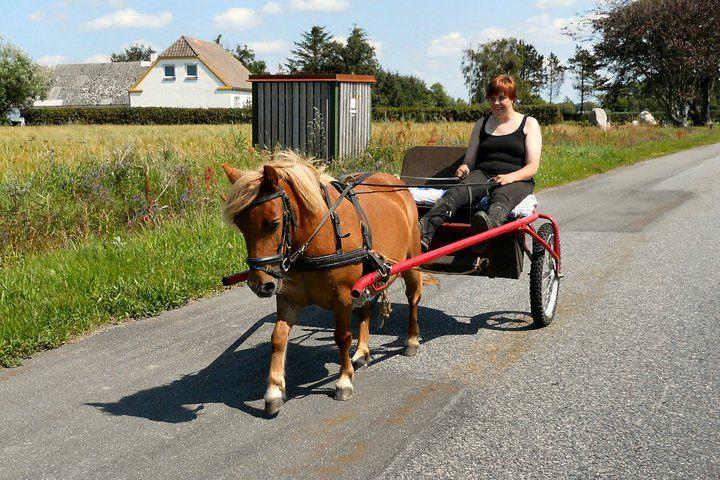 Anden særlig race Ofelia billede 14