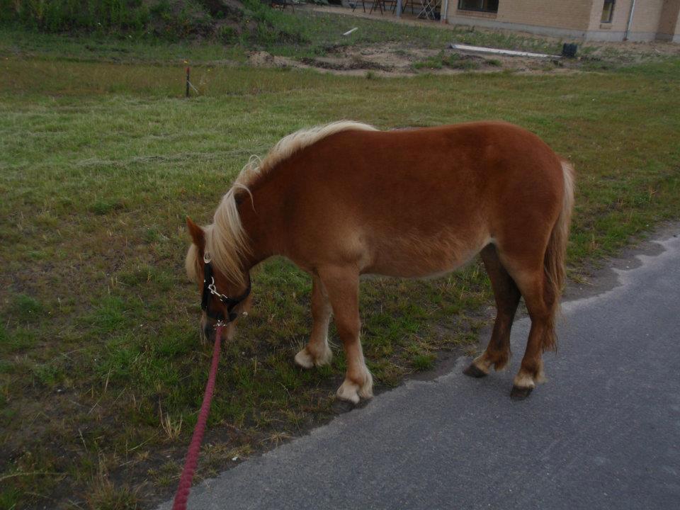Anden særlig race Ofelia billede 16