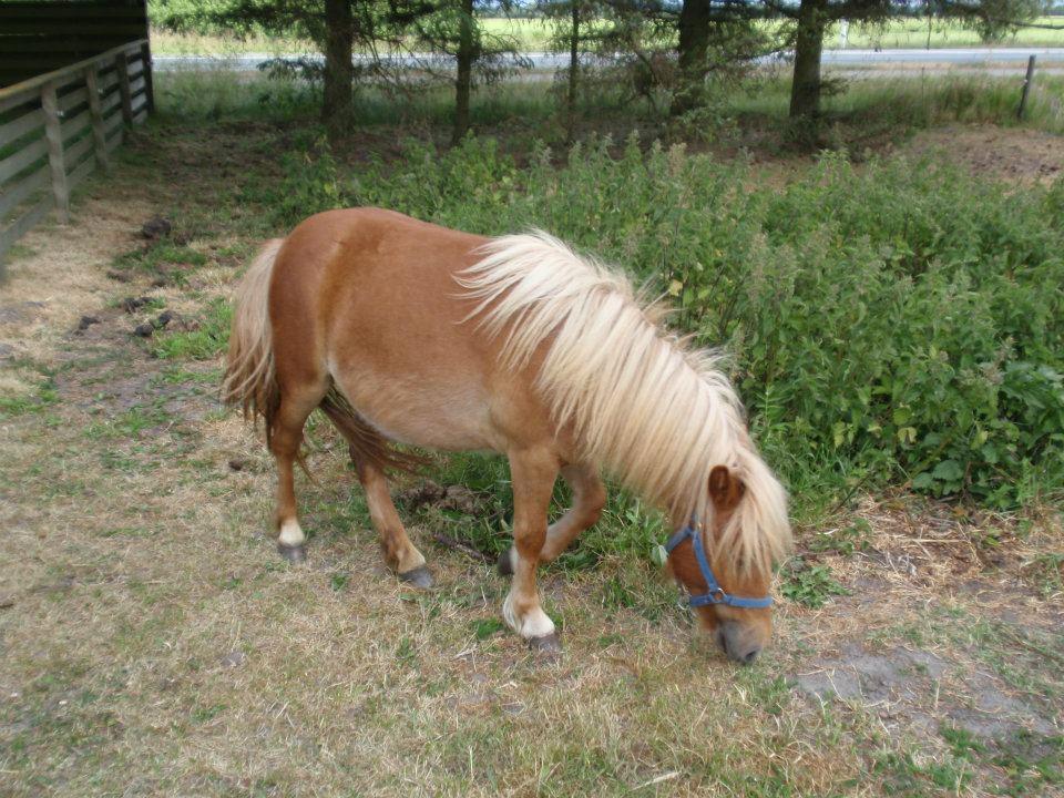 Anden særlig race Ofelia billede 17