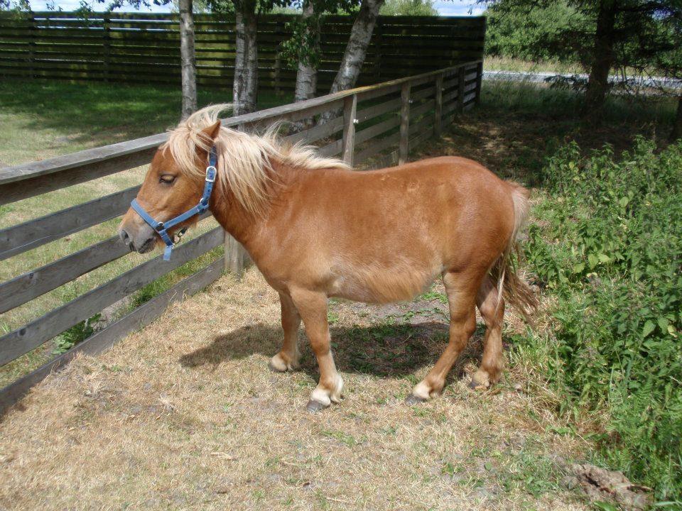 Anden særlig race Ofelia billede 15