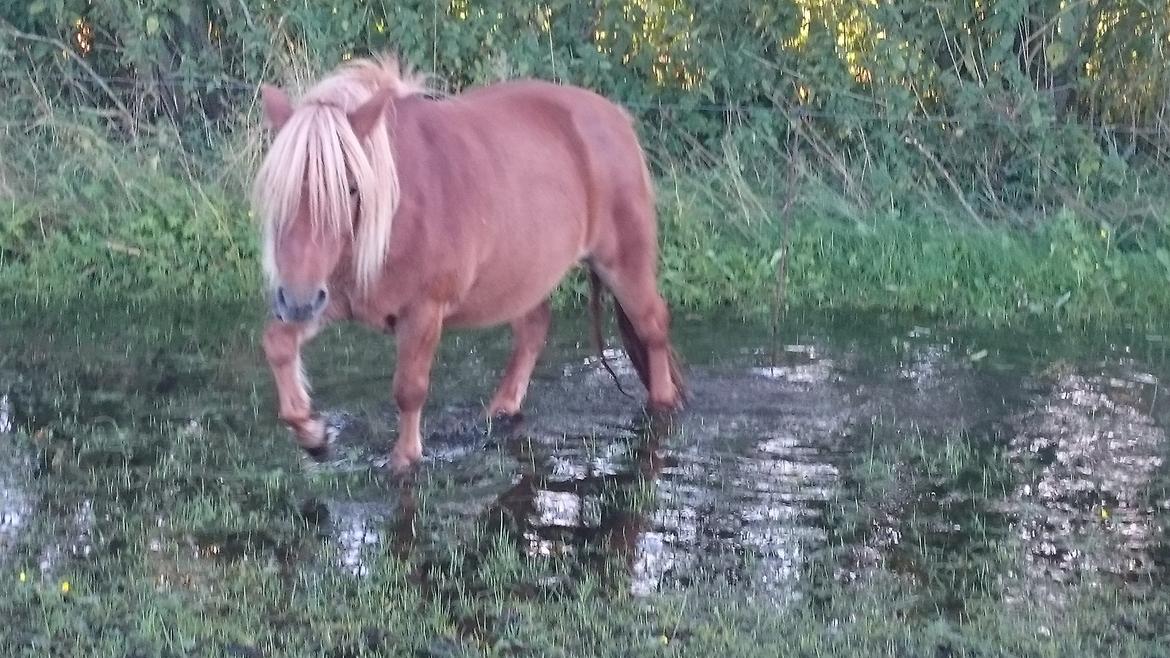 Anden særlig race Ofelia billede 19