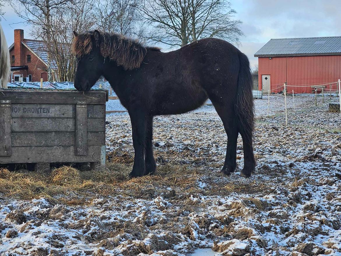 Islænder Katla fra Vejrupgård billede 11