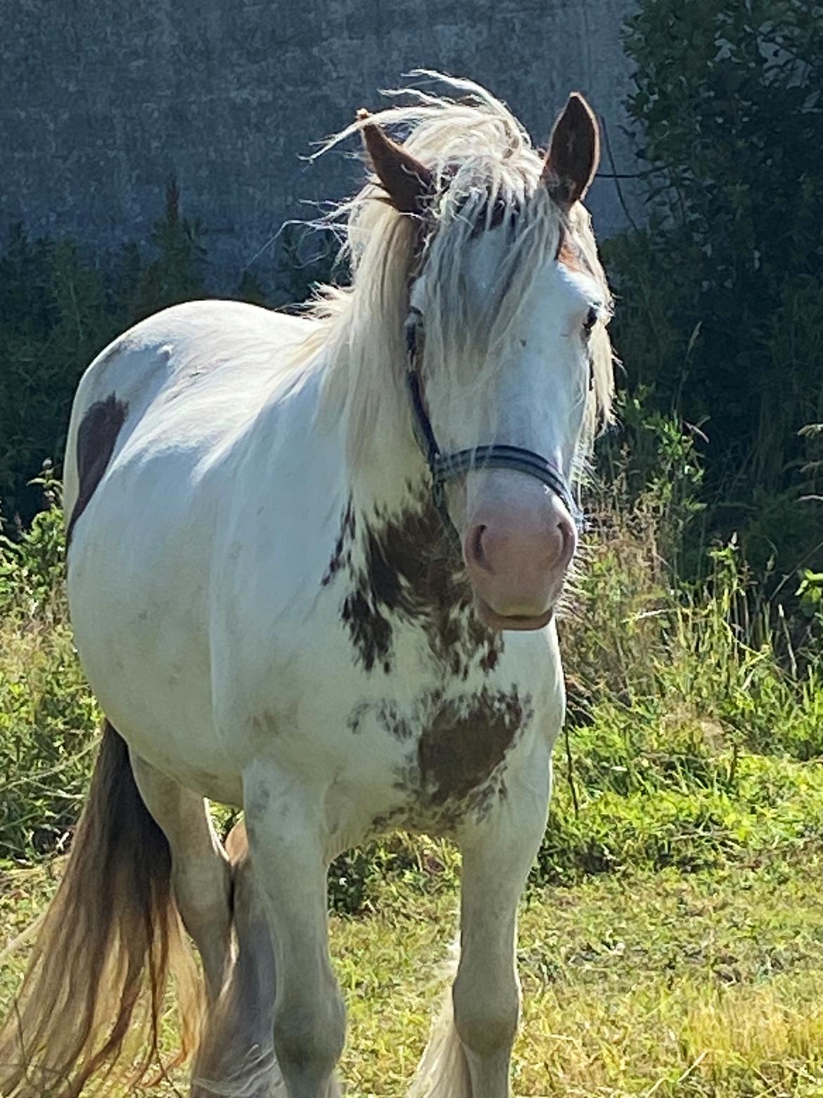 Irish Cob Lenders Wild Vinga billede 19